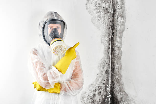 Best Water Damage & Mold Remediation in Downingtown, PA