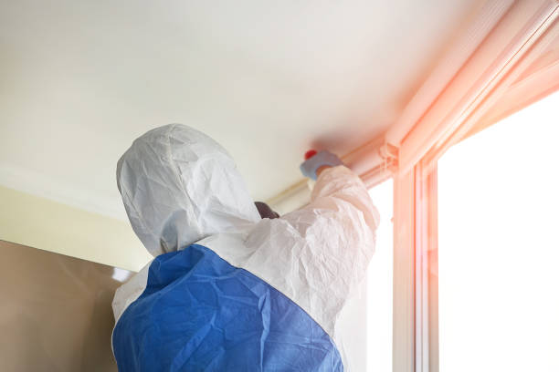 Best Black Mold Removal in Downingtown, PA